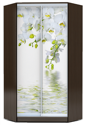 Угловой шкаф 2300х1103, ХИТ У-23-4-77-05, Белая орхидея, венге в Шахтах - изображение